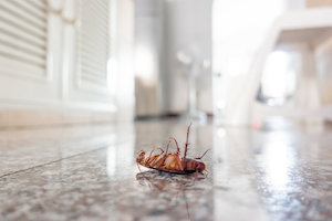 kill cockroach in your home