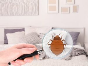 how to get bed bugs off