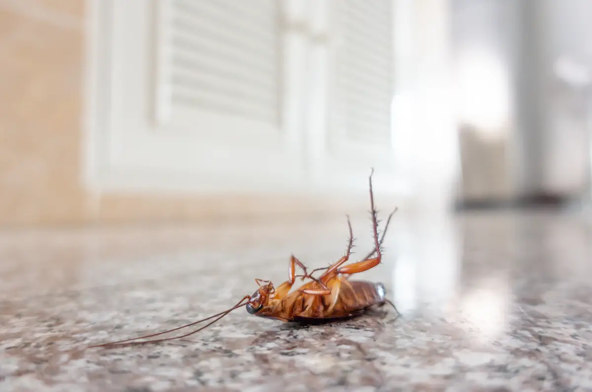 roach keep house free of pests