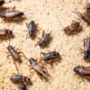 get rid of crickets naturally