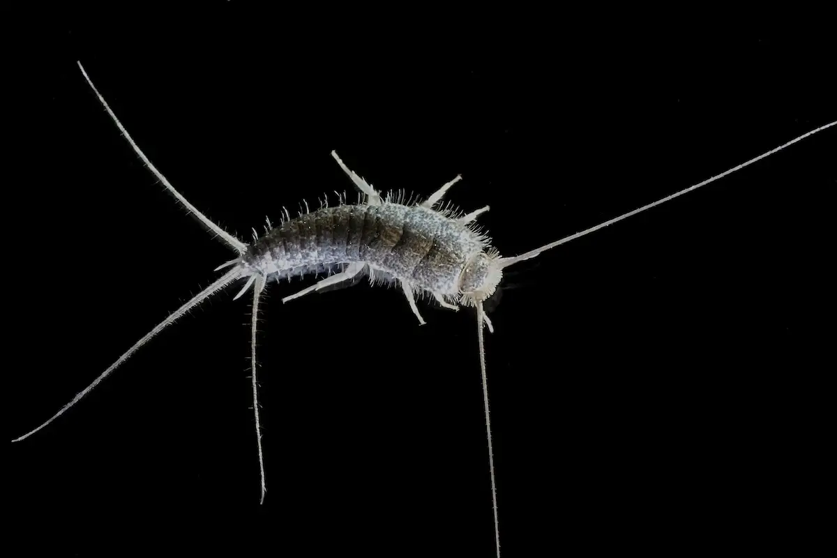 How to Get Rid of Silverfish Naturally