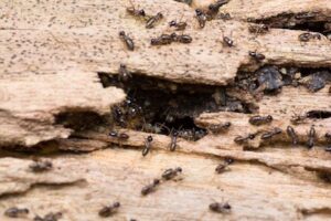 How to Get Rid of Termite Tubes