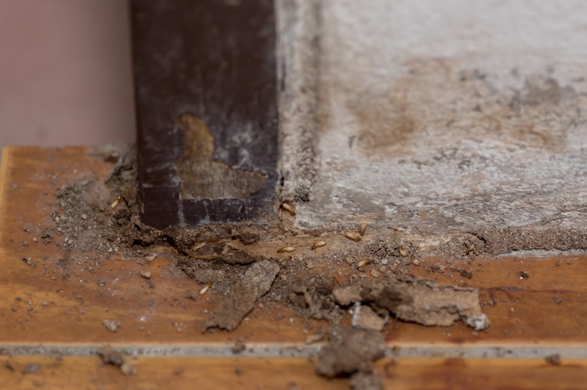 How to Get Rid of Termite Tubes