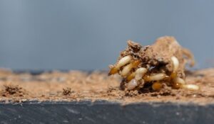 Do Termites Bite