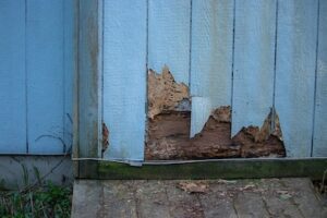 Early Warning Signs of Termites