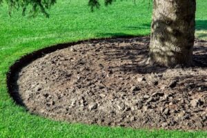 how to mulch a Tree