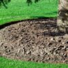 How to Guide for Tree Mulching
