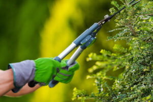 Preparing Your Roof for the Worst Weather trimming tree branches
