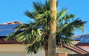 Can your roof Handle a Falling Tree and weather