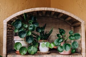 houseplants in rental home