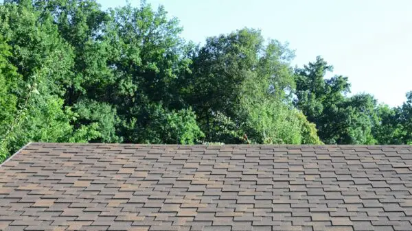 Preparing Your Roof for the Worst Weather: Can It Handle a Falling Tree