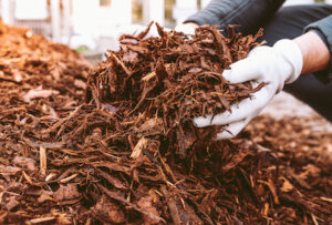 person Mulching a tree