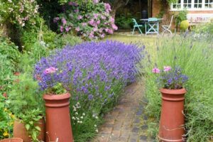 Ornamental Grasses Home Garden