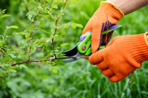 pruning to keep Home's Garden Healthy
