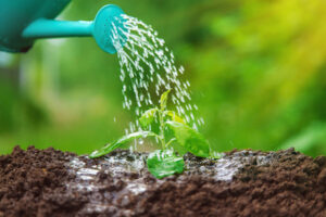 watering plants and soil to keep Home's Garden Healthy