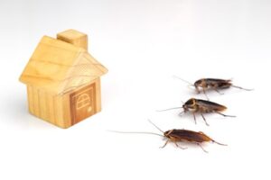 Pest Control Strategies for Your Home