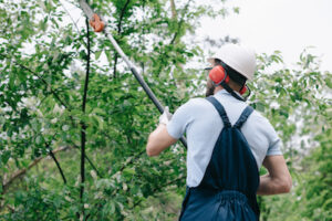 Why You Need The Experts When It Comes To Any Tree Issues