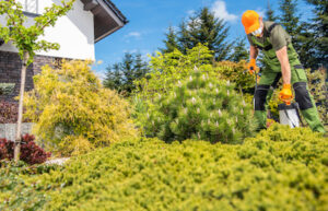 Why You Need The Experts When It Comes To Tree Issues and Your Home