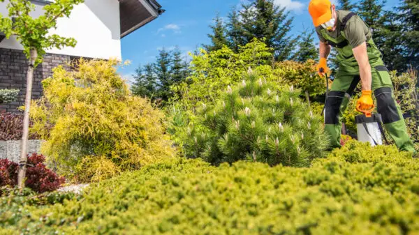Why You Need The Experts When It Comes To Any Tree Issues and Your Home