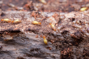 termites How to Best Remove Common Pests in the Midwest