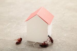 Identifying and Preventing Common Household Pests