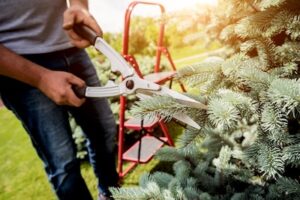 Importance of Tree Trimming for Tree Health and Growth