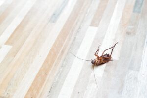 How to Prevent a Pest Invasion in Your Home: Tips from the Experts