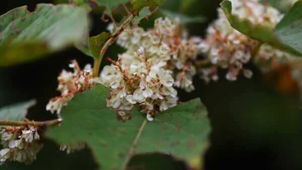 How to Remove Knotweed