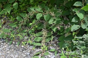 What to Look For In a Knotweed Removal Business