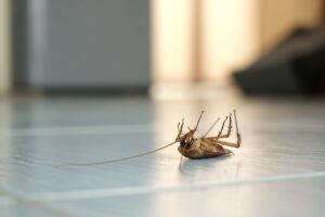 How to Prevent a Pest Invasion in Your Home