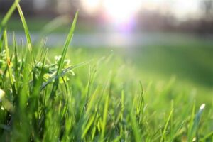 Repair Patchy Areas in Your Lawn