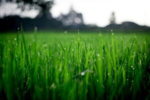 Repair Patchy Areas in Your Lawn