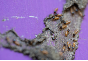 Drywood Termites: Everything You Need To Know