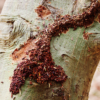 Drywood Termites: Everything You Need To Know