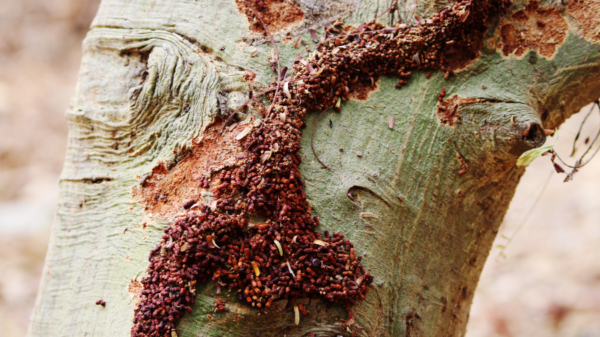 Drywood Termites: Everything You Need To Know